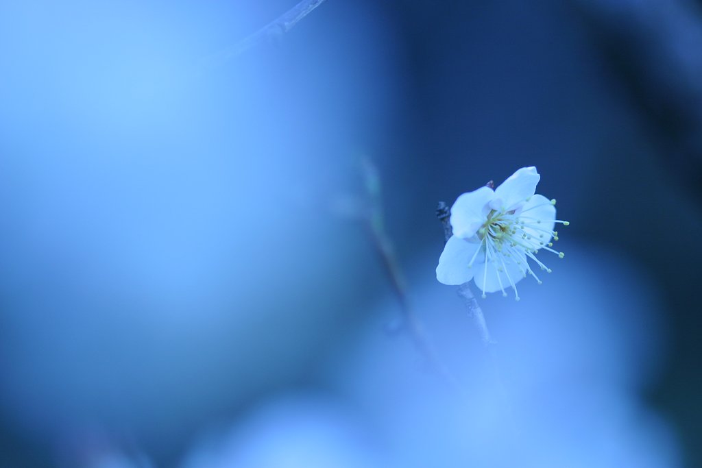 蒼い梅