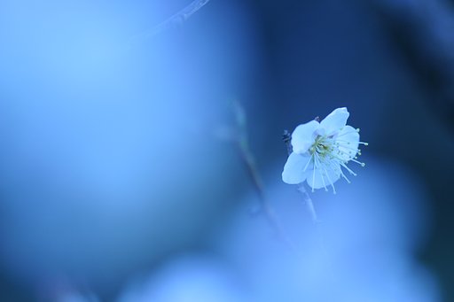 蒼い梅