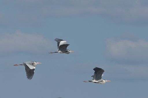 ３羽のアオサギ