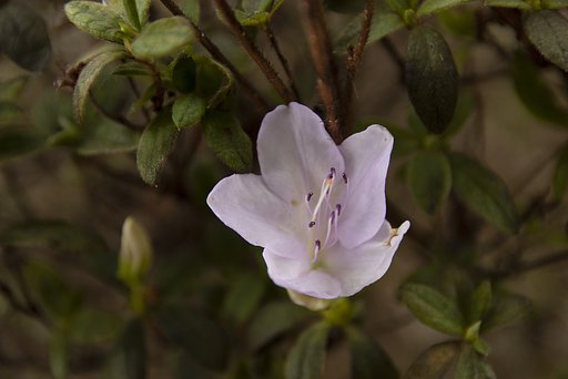 平戸ツツジ開花。