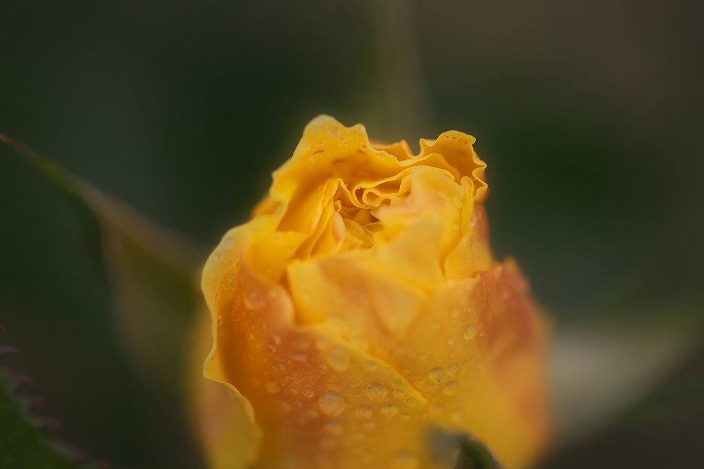 しっとりと情熱