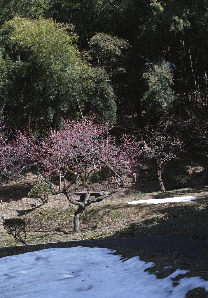 湯田川梅林公園