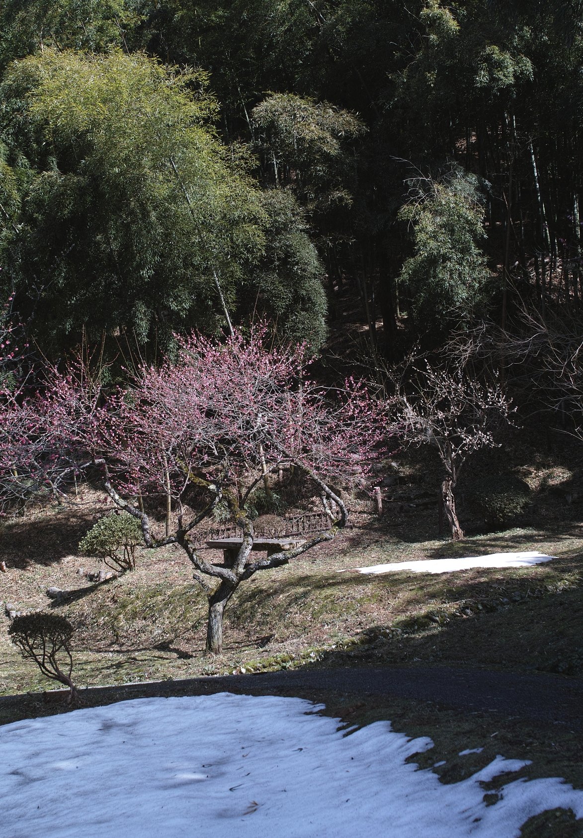 湯田川梅林公園