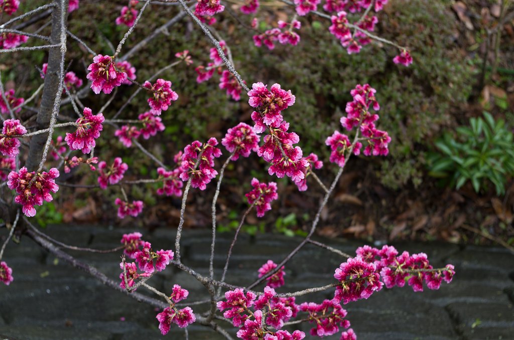 寒緋桜