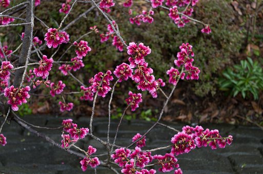 寒緋桜