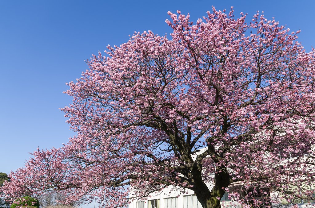 小学校