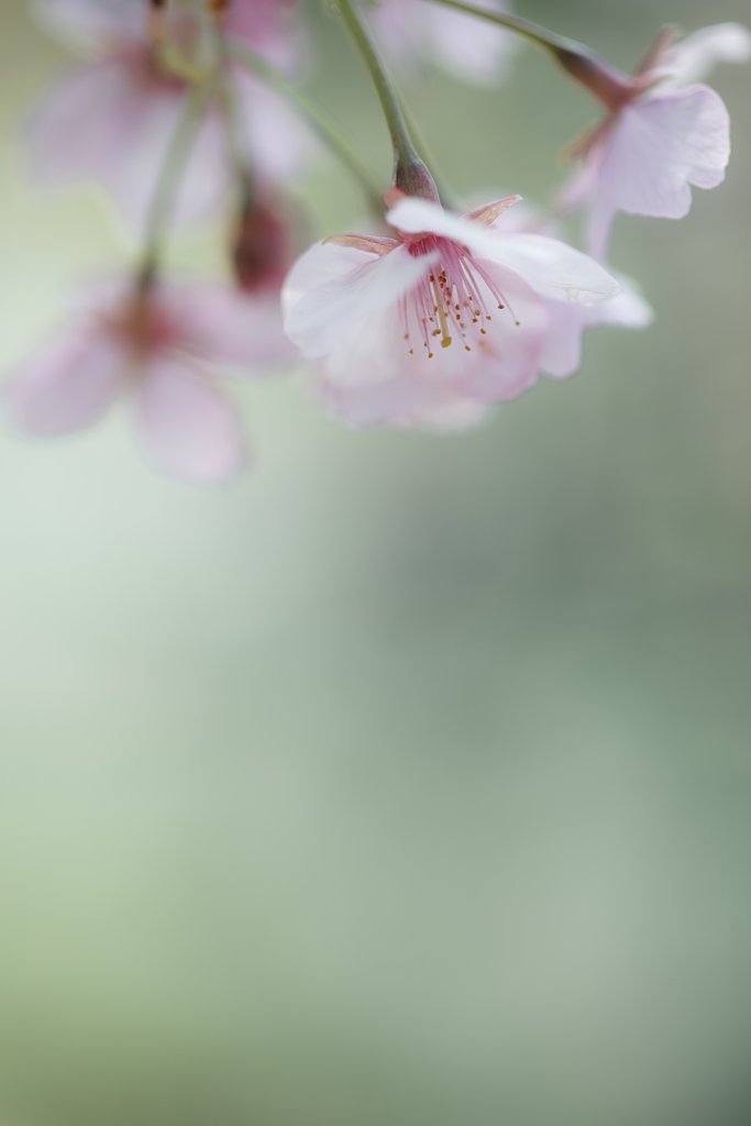 河津桜