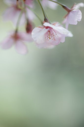 河津桜