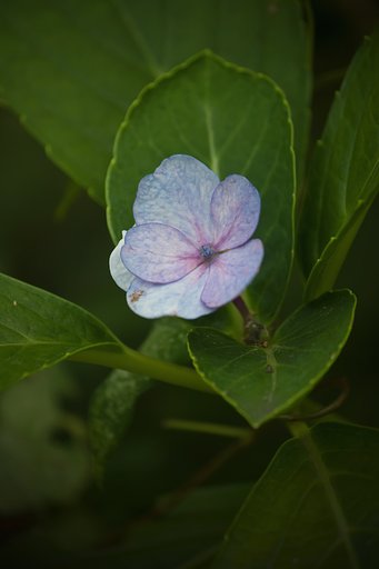 紫陽花の秋模様