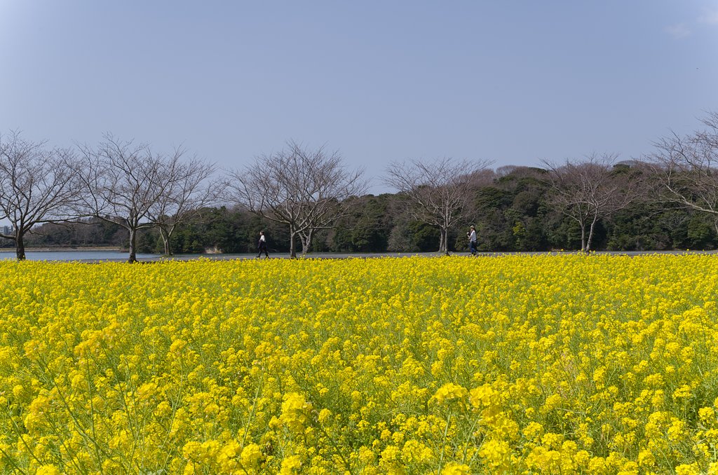 菜の花