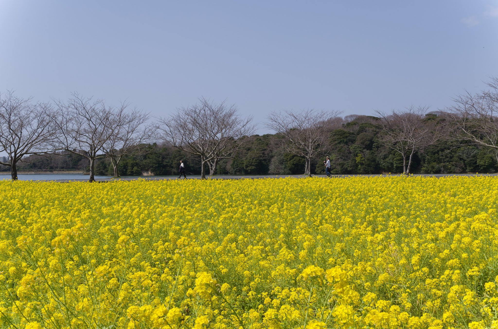 菜の花