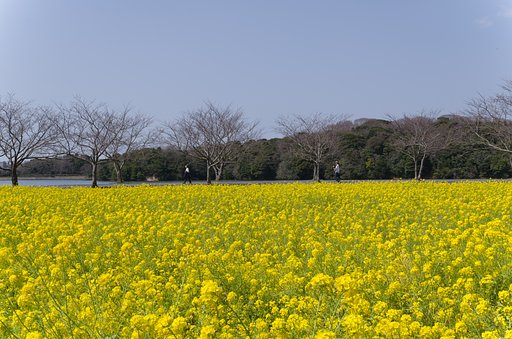 菜の花
