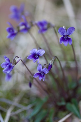 PENTAX-D FA MACRO 100mm F2.8