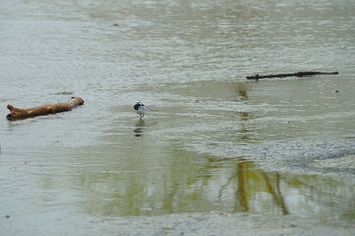 春の水辺