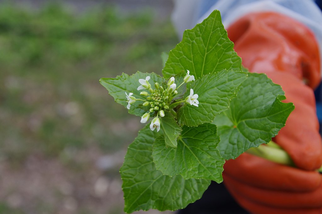 ほら、ワサビの花だよ