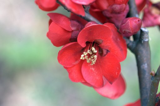 ボケの花