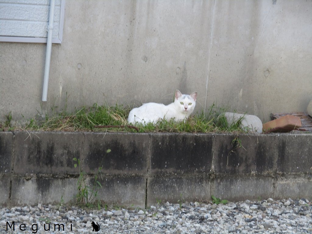 🐈命🐈　一見野良猫に見えるんです