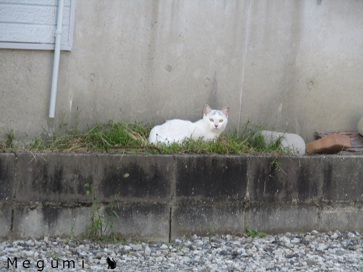 🐈命🐈　一見野良猫に見えるんです