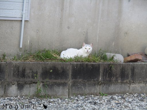 🐈命🐈　一見野良猫に見えるんです