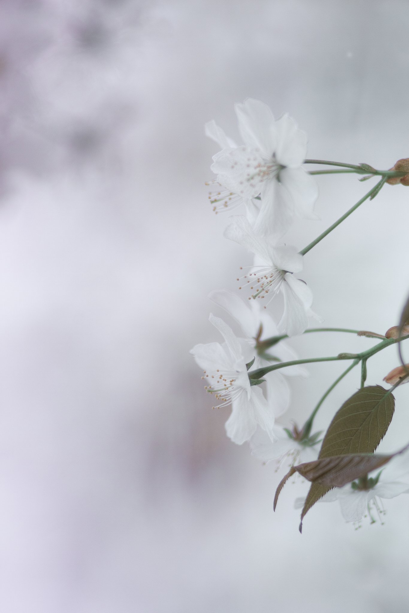 AF NIKKOR 180mmF2.8D