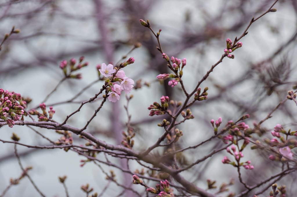 桜咲く