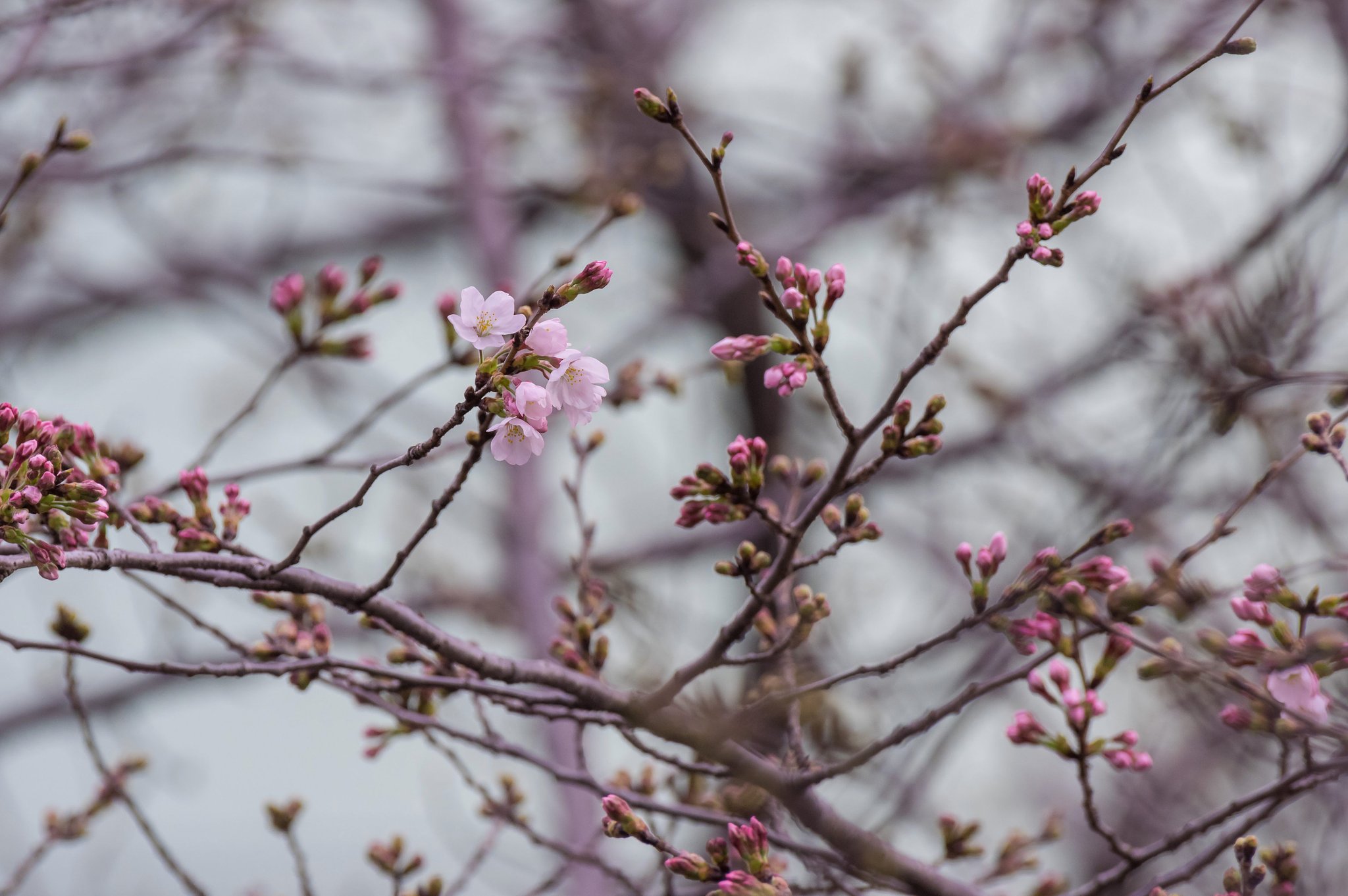 桜咲く