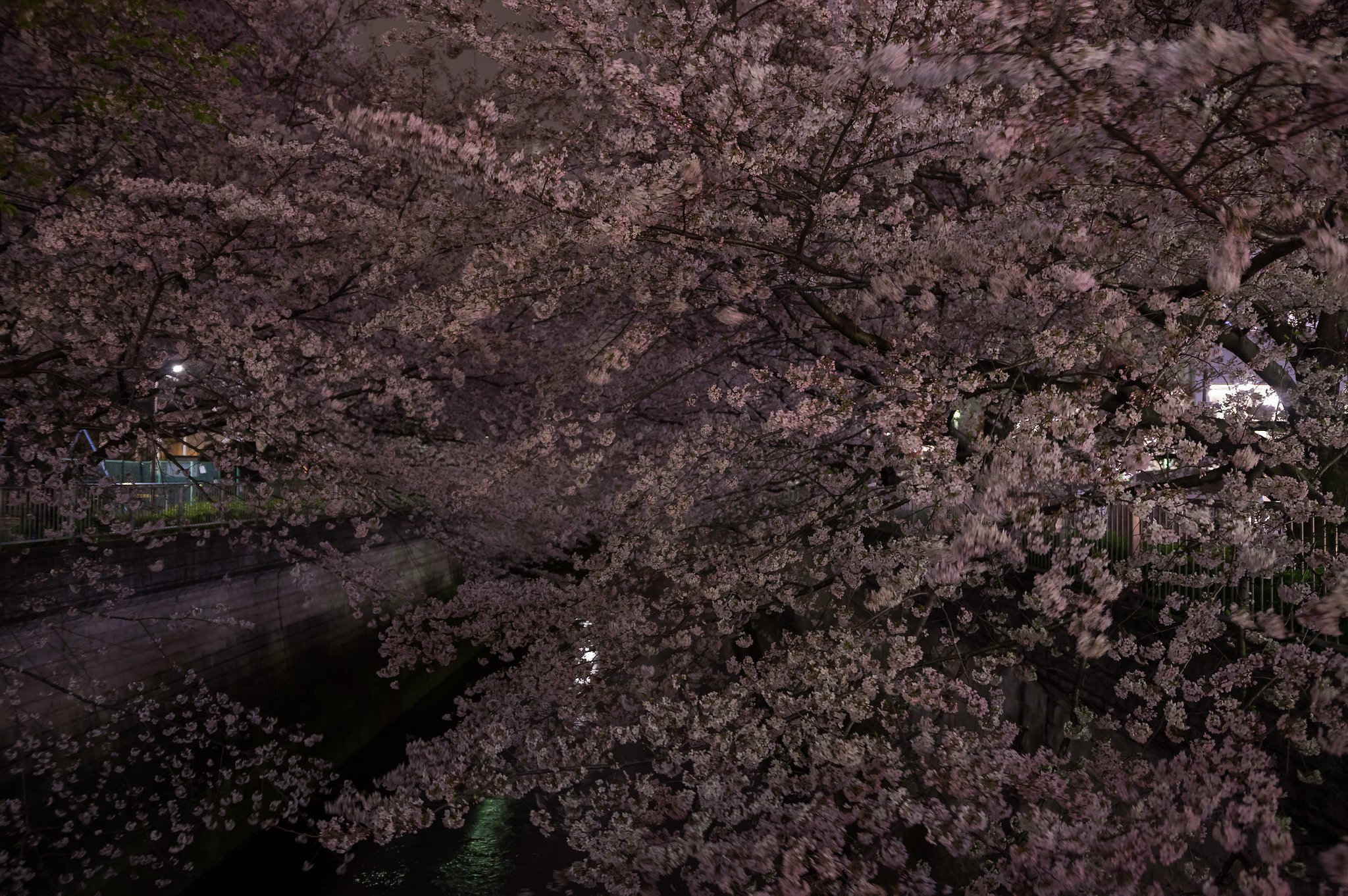 夜桜揺れて