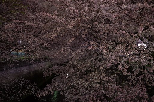 夜桜揺れて