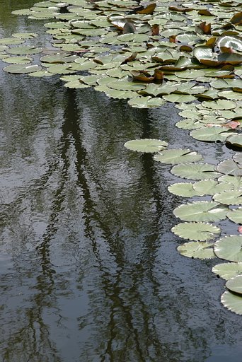 モネの池