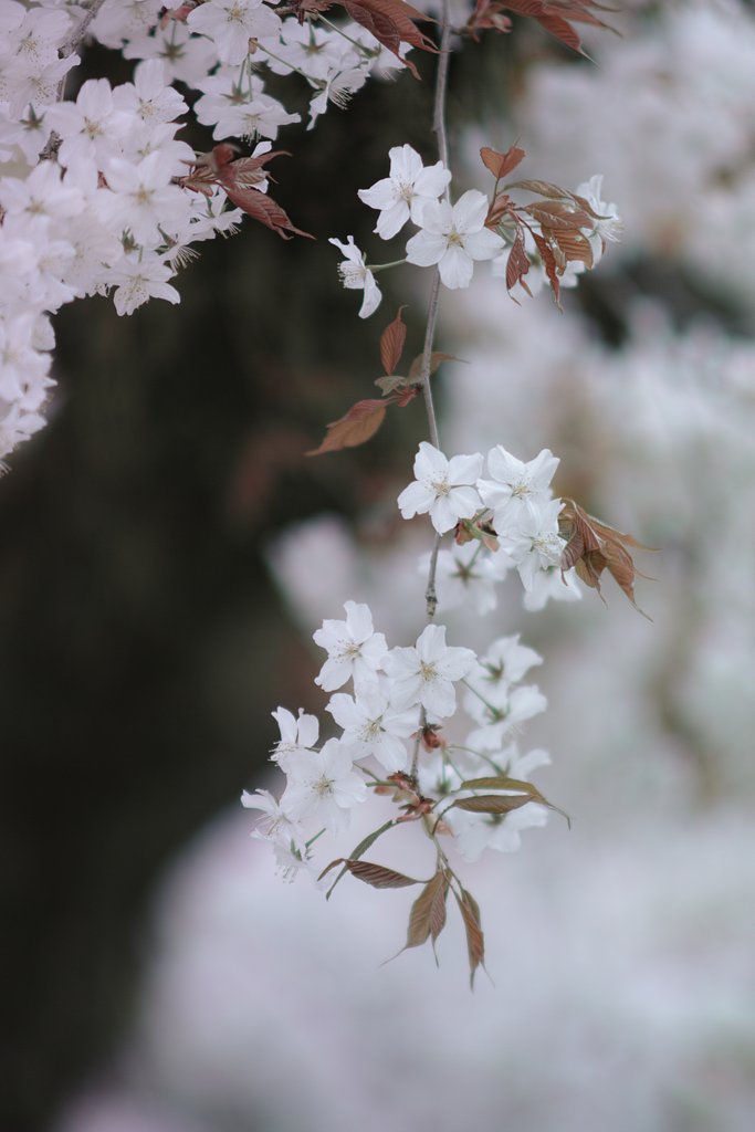 AF DC-NIKKOR 135mmF2D