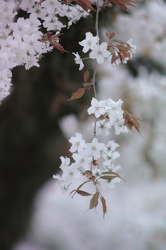 AF DC-NIKKOR 135mmF2D