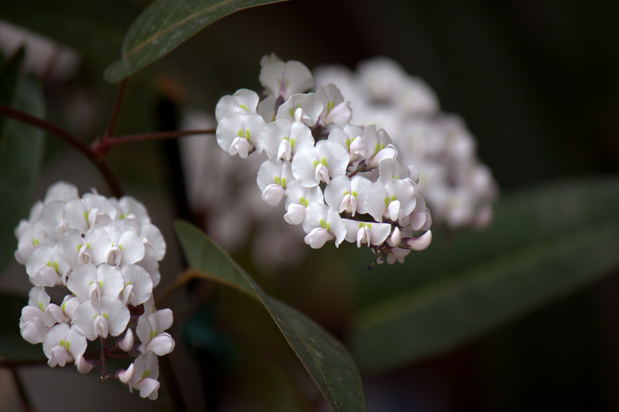 小さな小さな胡蝶蘭？！