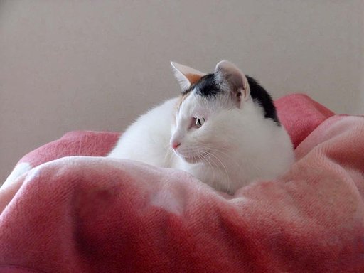 春の日差し