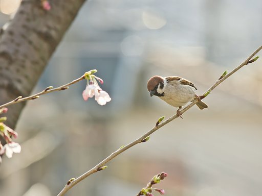 桜雀