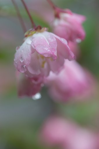 EF180mm F3.5 L MACRO