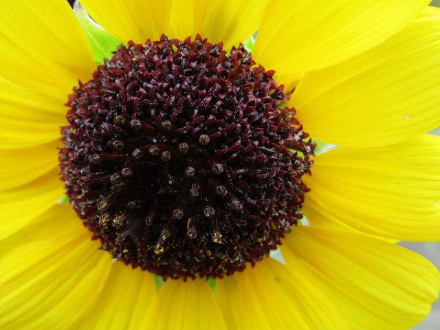 🌼命🌼　向日葵を思いっきり拡大　