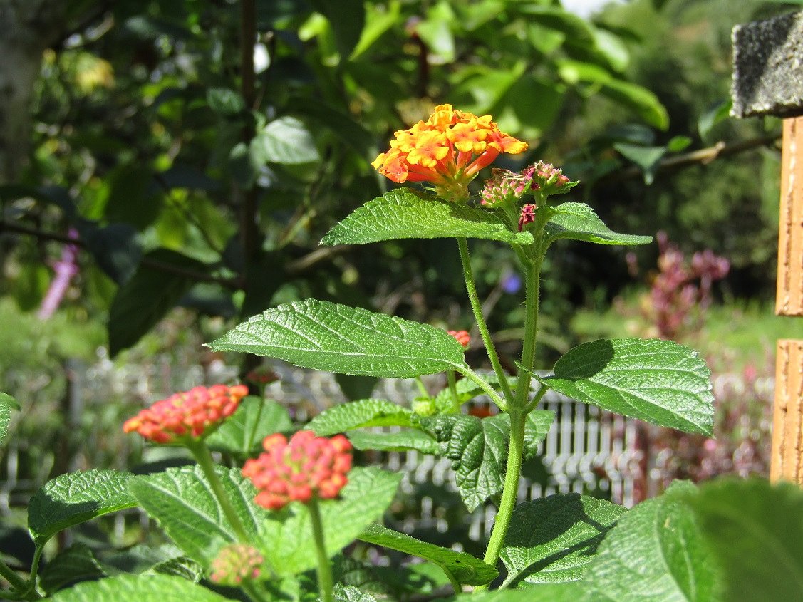 紫陽花の花に似ています　秋にはもったいない