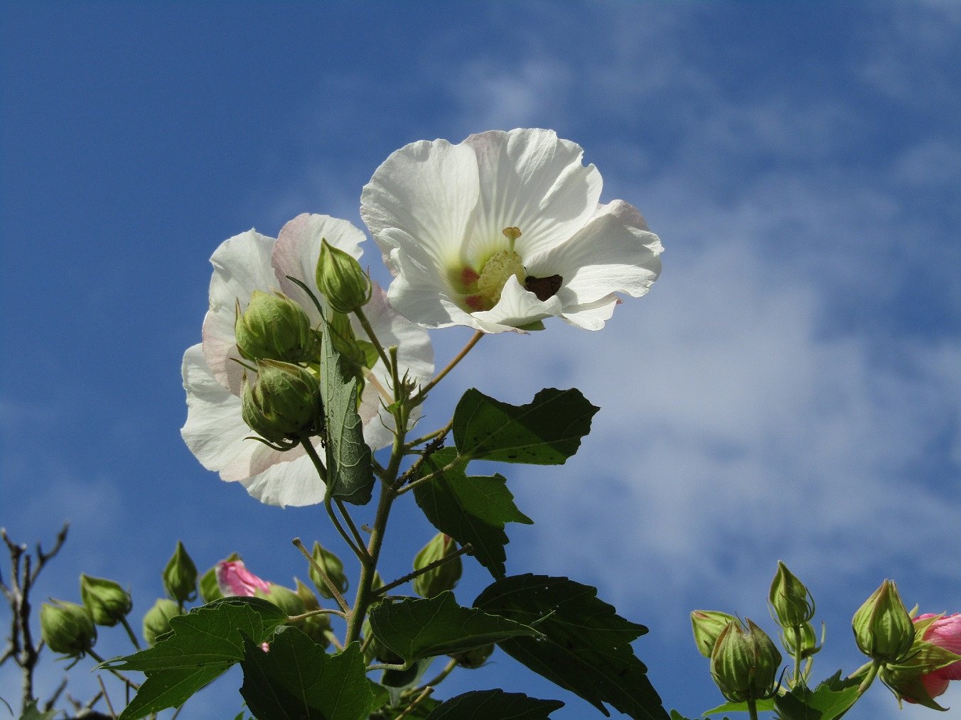 🌼命🌼綺麗な花はいつも太陽を目指しています