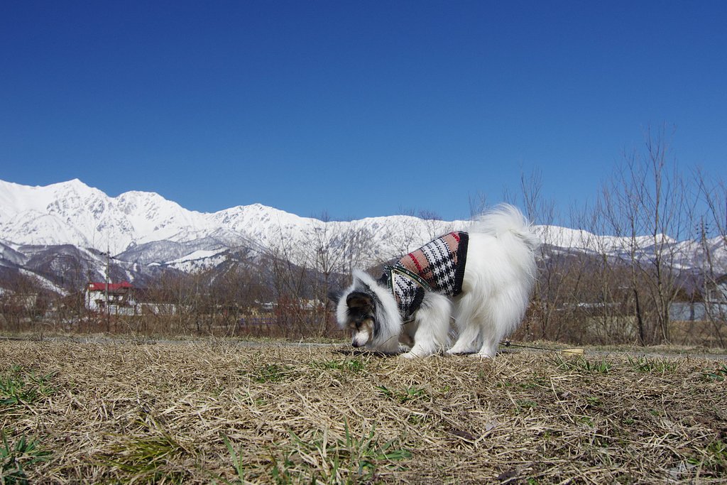 春の香り