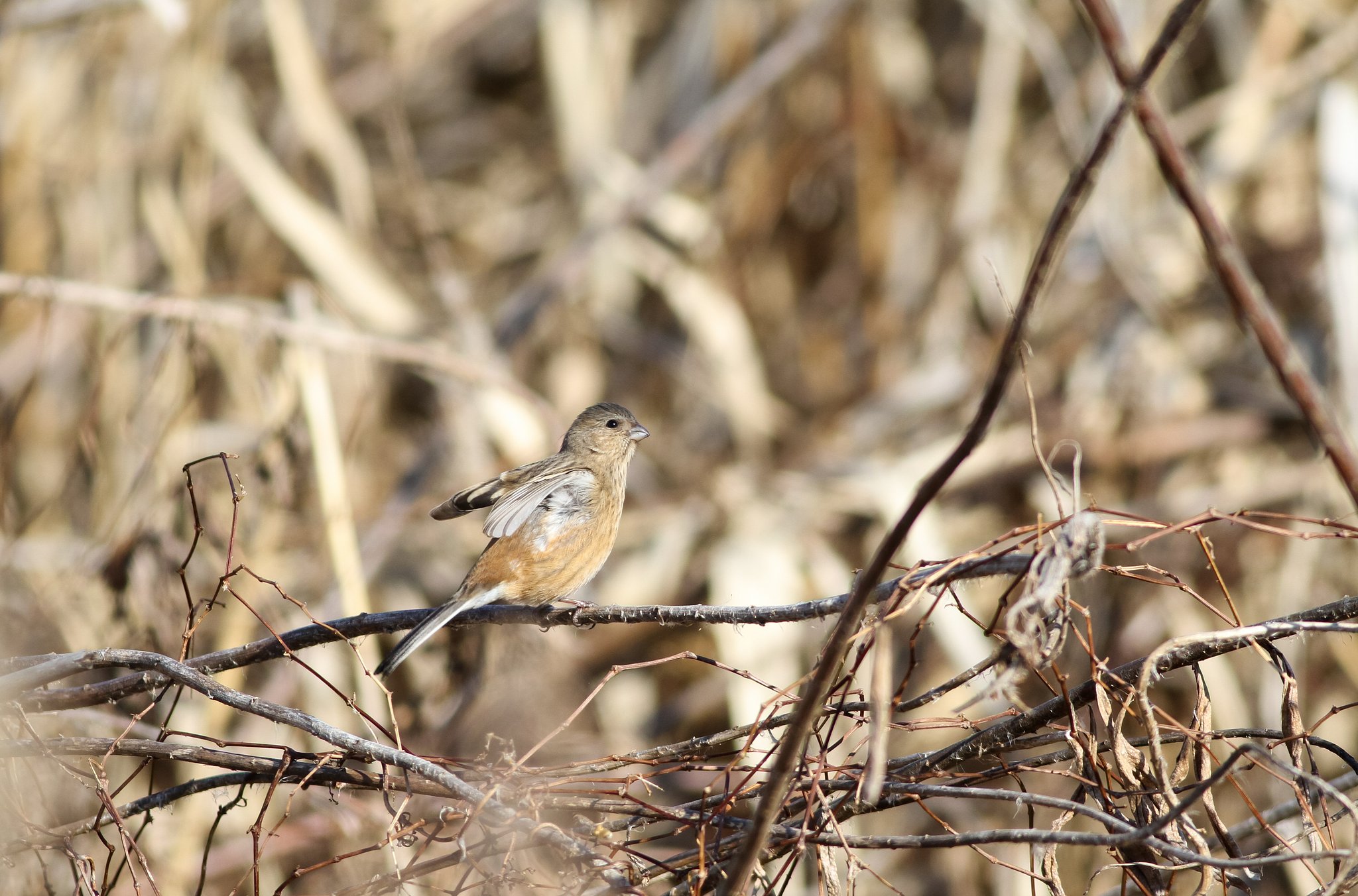 ベニマシコ♀