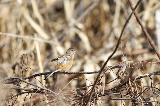ベニマシコ♀