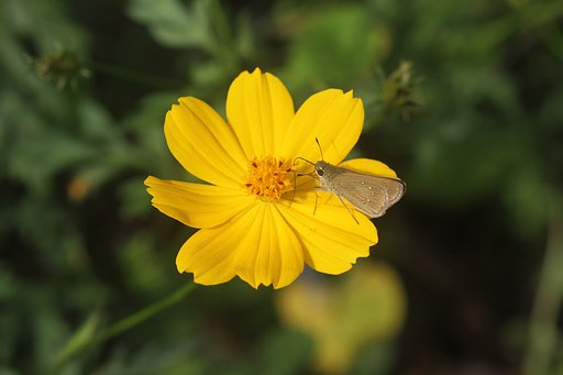 花と蝶