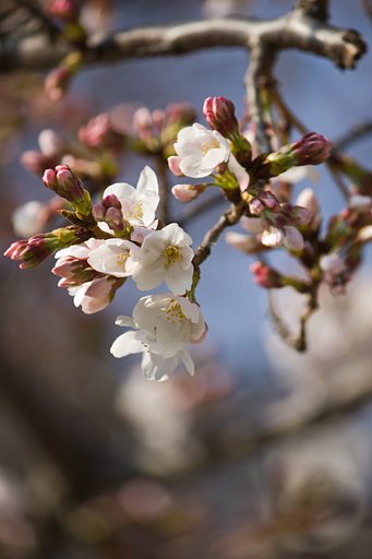 光の桜構図