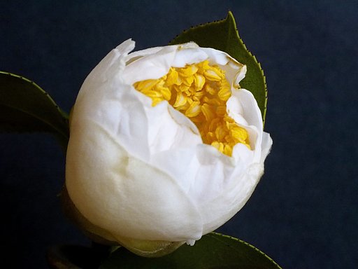 椿