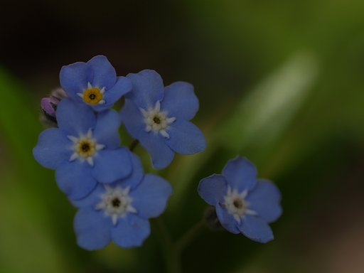 わすれな草