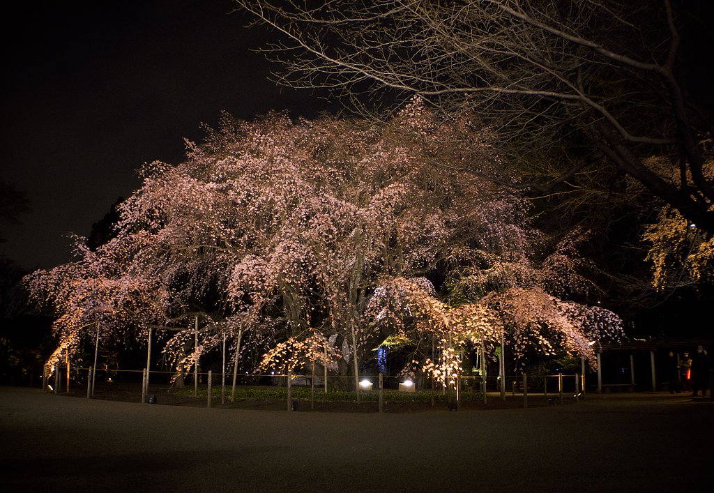 六義園のしだれ桜
