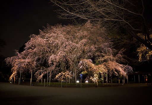 六義園のしだれ桜