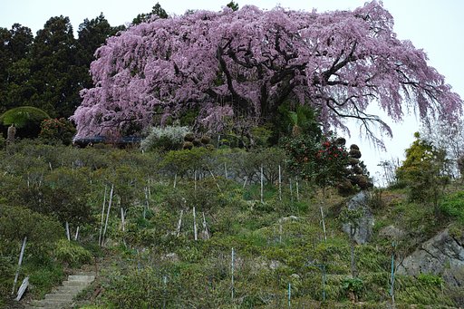 仲森の紅しだれ桜2