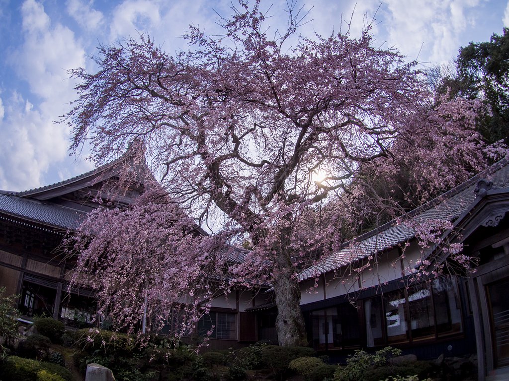 勝泉寺のしだれ桜