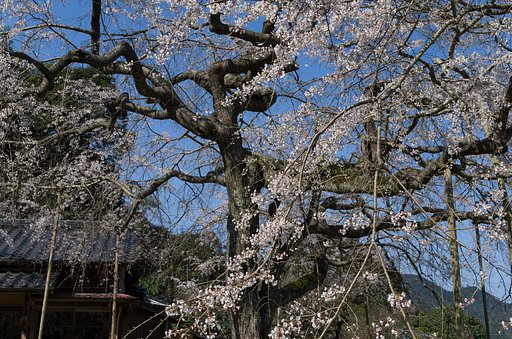 糸桜